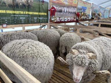 Джалгинский меринос - порода овец