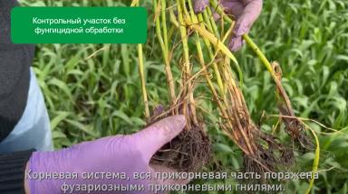 Об опасности прикорневых гнилей зерновых