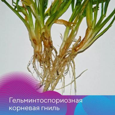 Подготовка зерновых к посевной