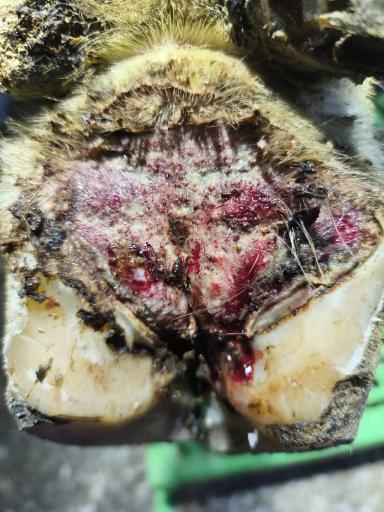 Модификация сформированного копытного рога с применением химических веществ.