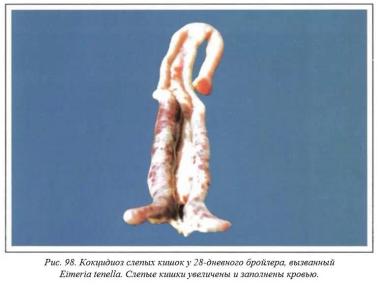 Вегад - Атлас болезней птицы. Ч. 20. Кокцидиоз