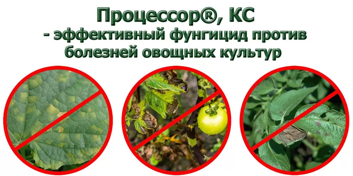 Процессор – специализированный препарат для защиты от оомицетов