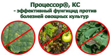 Процессор – специализированный препарат для защиты от оомицетов