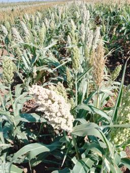 Производственные испытания с. Х. Культур