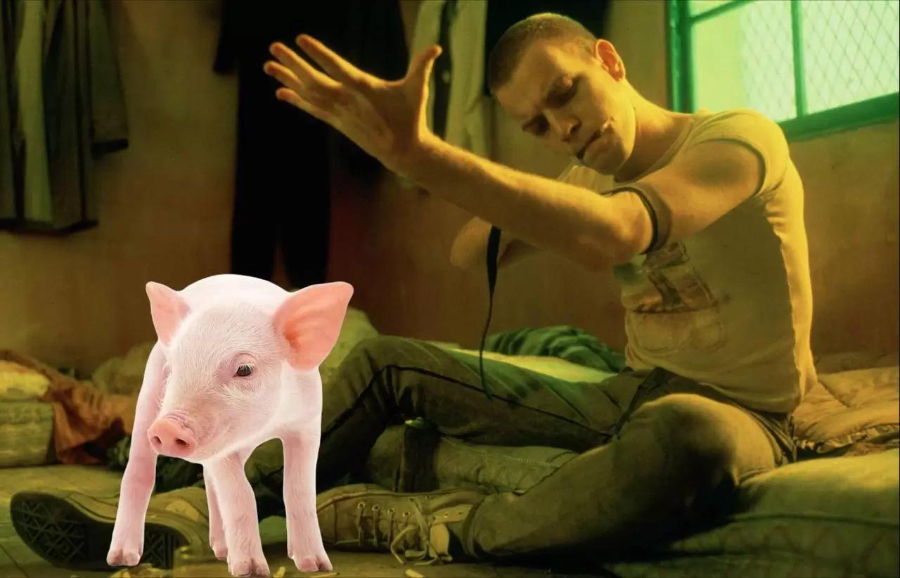 🐷Поросёнок попал в реабилитационный центр, где вылечился от алкоголизма