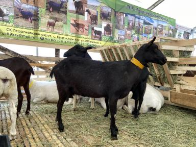 Мурсиана-Гранадина