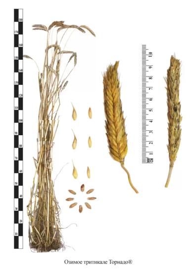 Торнадо тритикале озимая