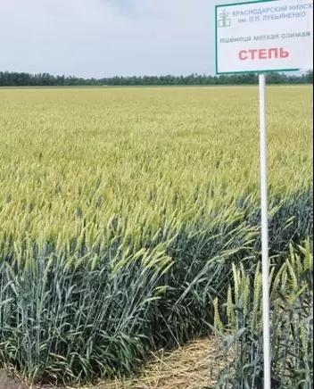 Степь сорт мягкой озимой пшеницы