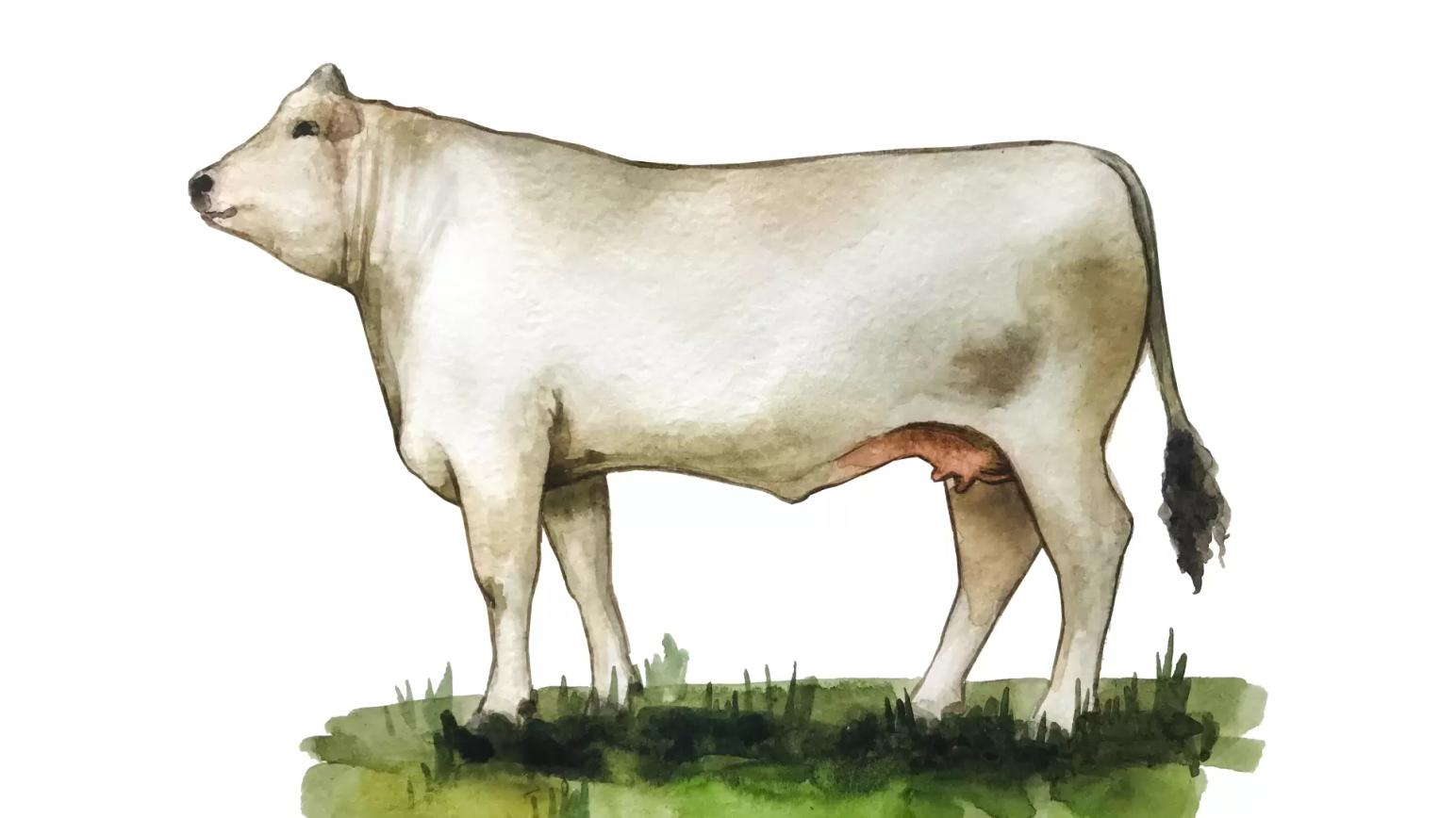Кианская порода коров