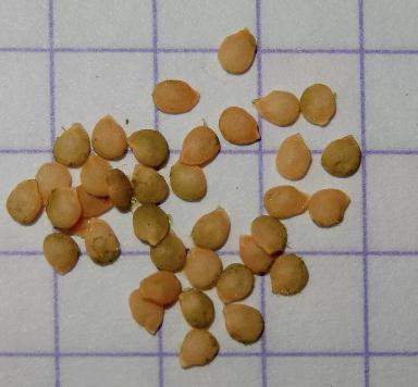 Паслён чёрный