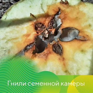 Гнили плодов при хранении