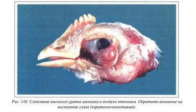 Вегад - Атлас болезней птицы. Ч. 31, 32. Нарушение яйцекладки. Аммиак