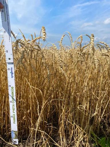 Демоопыты в АО ВЗП «Северное Алексеевское»