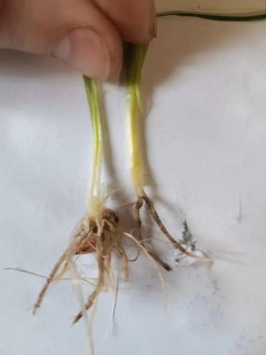 Вопросы для обсуждений: какая это фаза развития растений?