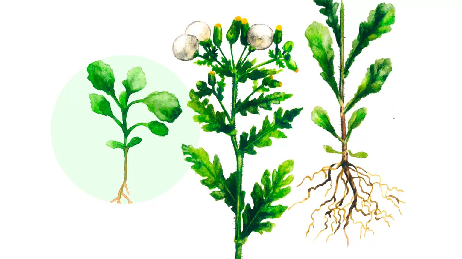 Крестовник обыкновенный