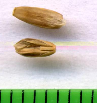 Плевел льняной (плевел расставленный)