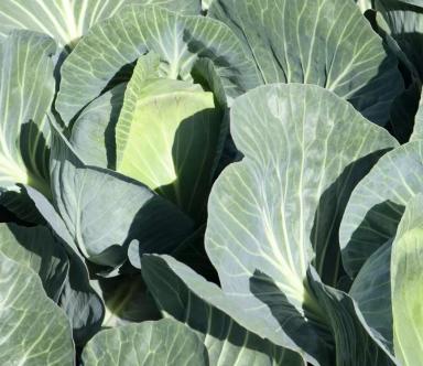 Циркон F1 (SIRCON)