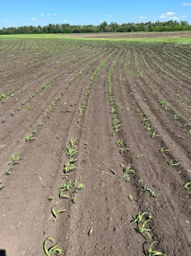 Вопросы из чатов: что не хватает кукурузе?