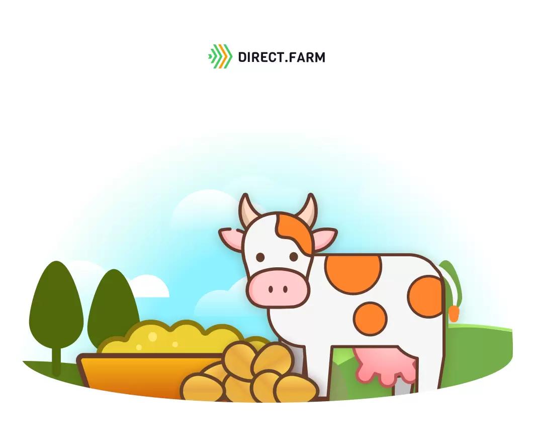 Пшеница в рационе молочных коров