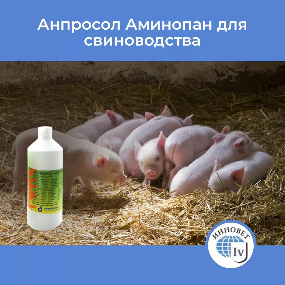 Эффективность использования Анпросол Аминопан для свиноводства