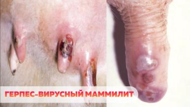 Инфекционные заболевания вымени коров