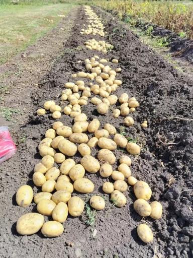 Удобрил картофель на огороде