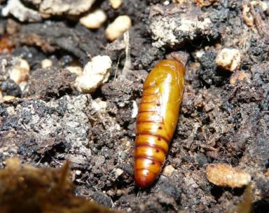 Куколка хлопковой совки