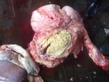 Что показывает вскрытие трупа коровы? 