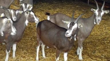 Тюрингийская лесная