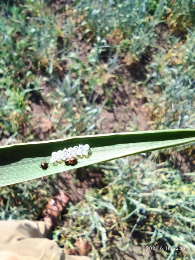 Клоп вредная-черепашка