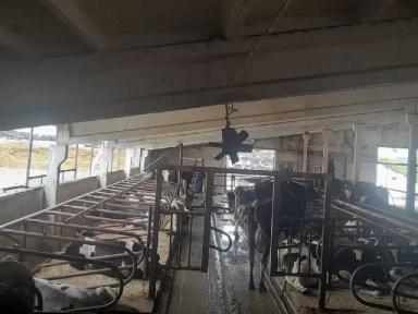 Как солнечное излучение может вызвать хромоту у коров