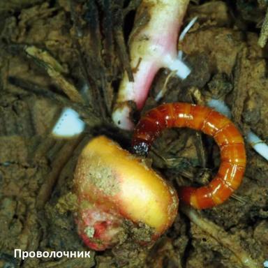 Основные вредители кукурузы: признаки поражения и методы защиты