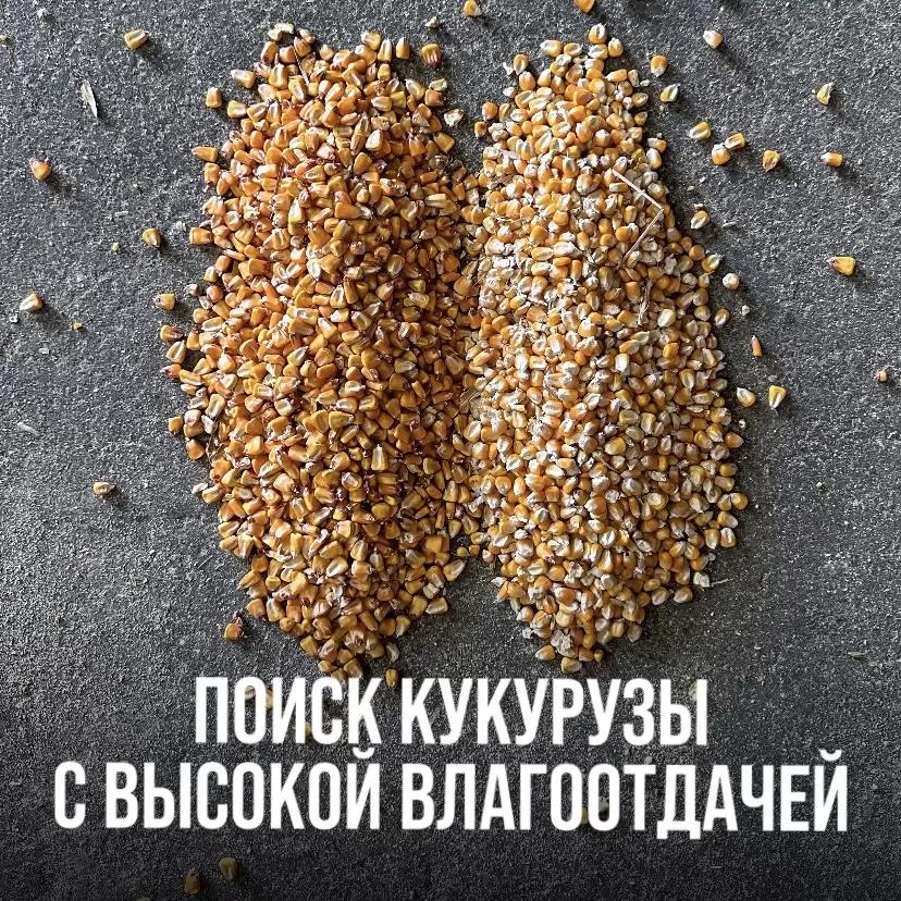 ПОИСК КУКУРУЗЫ С ВЫСОКОЙ ВЛАГООТДАЧЕЙ