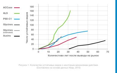 Просо куриное, устойчивое к никосульфурону: новая угроза на кукурузных полях