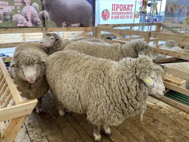 Советская мясошерстная порода овец 