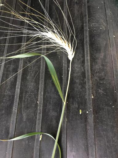 Пустой колос пшеницы - причины?