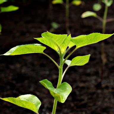 Химпрополка подсолнечника