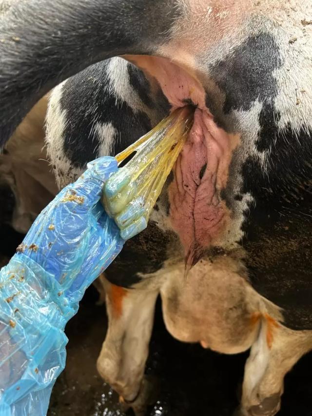 Вопросы из чатов: как лечить слегшую после отела корову?