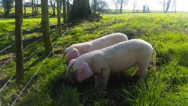 Западная белая порода свиней