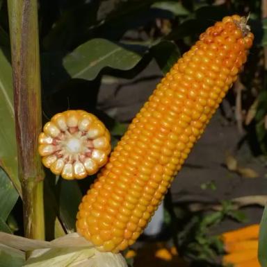 Амавит  кукуруза