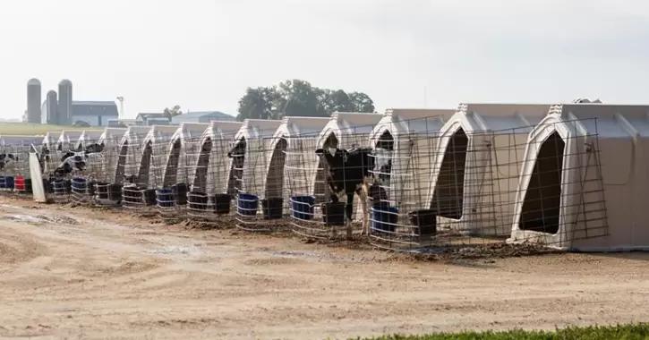 Нутрицевтики – альтернатива антибиотикам для телят?