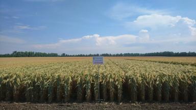 Хлебороб сорт озимой тритикале