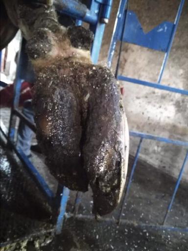 Нормальное стирание подошвы копытца КРС