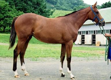 Делибозская порода лошадей (делибоз)
