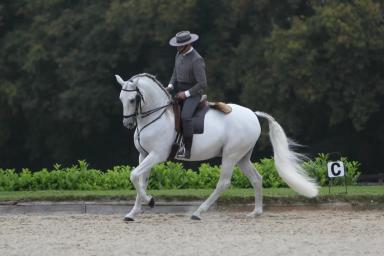 Лузитанская порода 