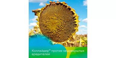 Коллайдер® против чешуекрылых вредителей