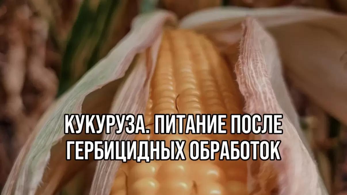 КУКУРУЗА. ПИТАНИЕ ПОСЛЕ ГЕРБИЦИДНЫХ ОБРАБОТОК