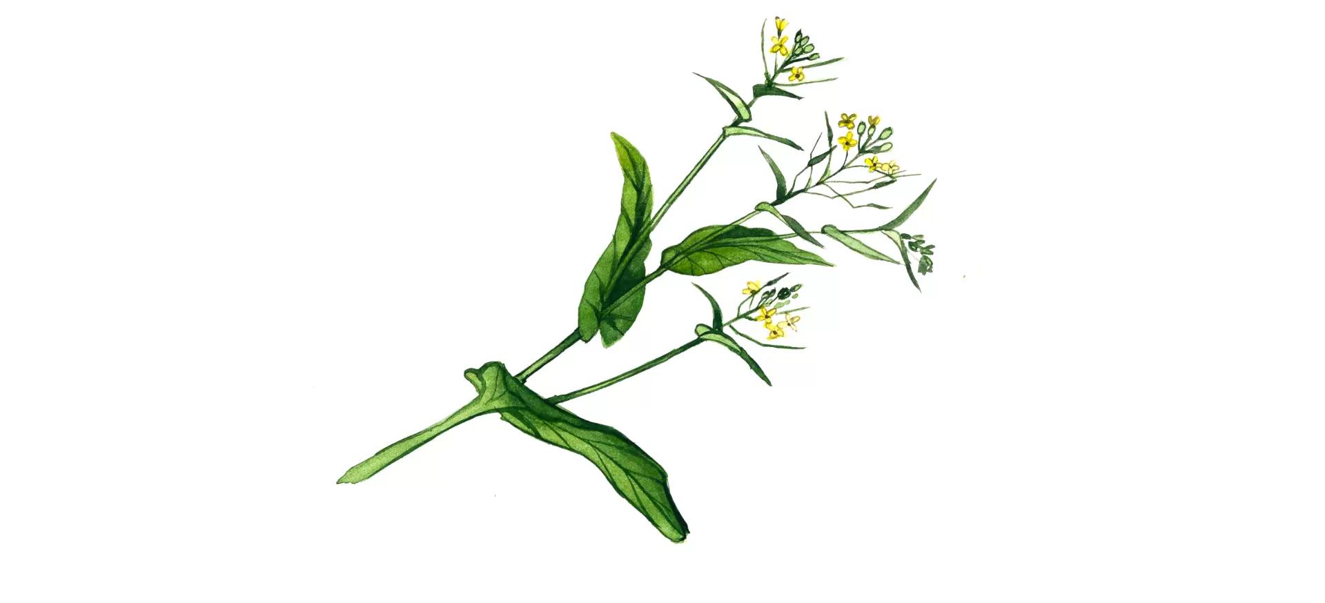 Капуста полевая