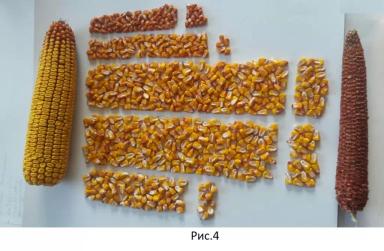 Калибровка семян кукурузы влияет на урожай
