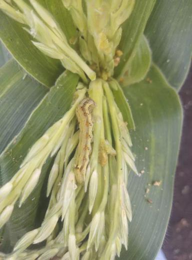 Гусеница хлопковой совки